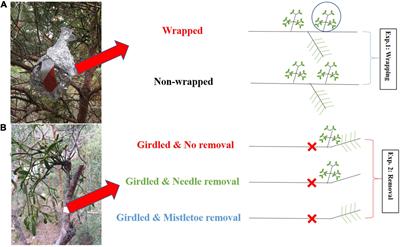 There Is No Carbon Transfer Between Scots Pine and Pine Mistletoe but the Assimilation Capacity of the Hemiparasite Is Constrained by Host Water Use Under Dry Conditions